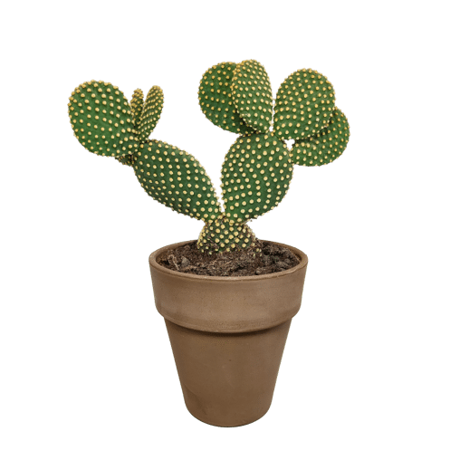 Opuntia microdasys in grijze 17 cm pot