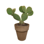 Opuntia microdasys in grijze 17 cm pot