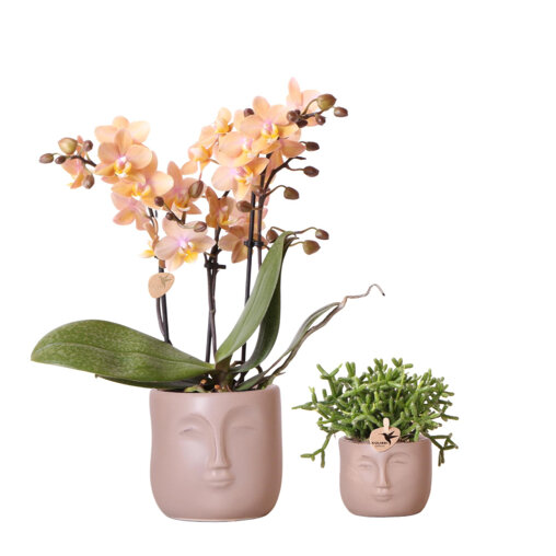 Oranje orchidee en Rhipsalis in Zen face sierpotten