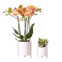 Oranje orchidee en succulent Crassula in sierpotten