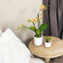 Oranje orchidee en succulent Crassula in sierpotten