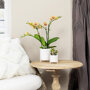 Oranje orchidee en succulent Crassula in sierpotten