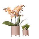 Oranje orchidee en succulent in zandkleurige potten