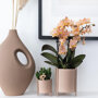 Oranje orchidee en succulent in zandkleurige potten
