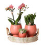 Oranje orchidee en succulenten op rieten schaal