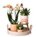 Oranje orchidee en succulenten op rieten schaal met krukje
