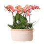 Oranje orchideeën en Rhipsalis in katoenen mand