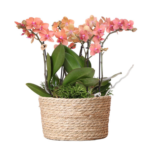 Oranje orchideeën set in rieten mand