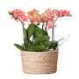 Oranje orchideeën set in rieten mand