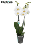 Orchidee 'Dame Blanche' (Phalaenopsis Midiflora)