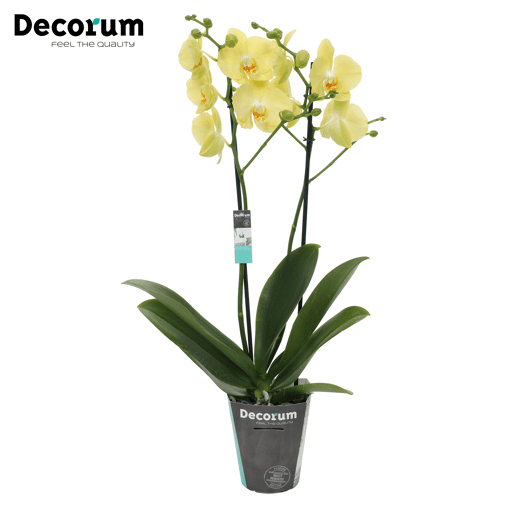 Orchidee 'Ferrara' (Phalaenopsis Midiflora)