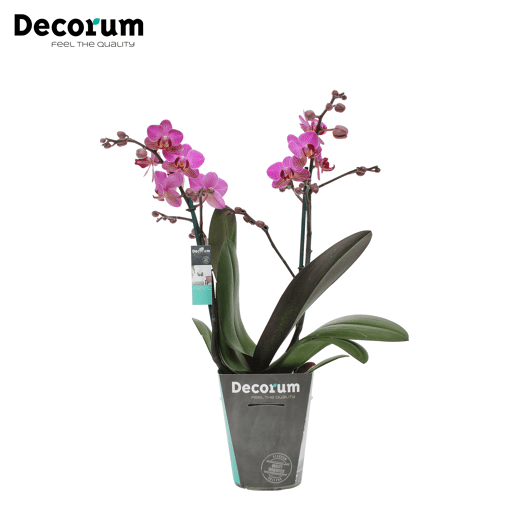 Orchidee 'Perceval' (Phalaenopsis Multiflora)