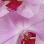 Orchidee 'Sacramento' bloem close-up