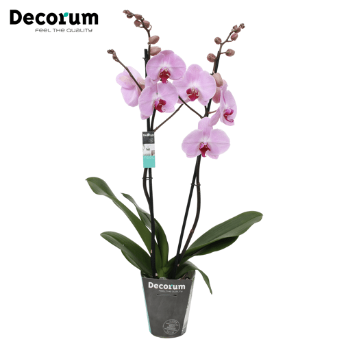 Orchidee 'Sacramento' (Phalaenopsis Midi-flora)