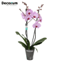 Orchidee 'Sacramento' (Phalaenopsis Midi-flora)