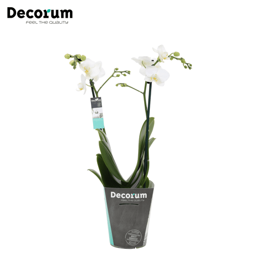 Orchidee 'Snowflake' (Phalaenopsis Multiflora)