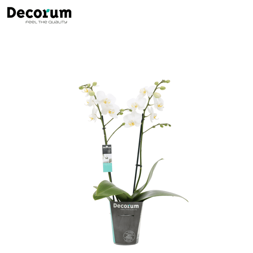 Orchidee 'Starlett Mini' (Phalaenopsis Multiflora)