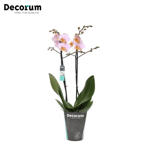 Orchidee 'Tulcan' (Phalaenopsis Multiflora)