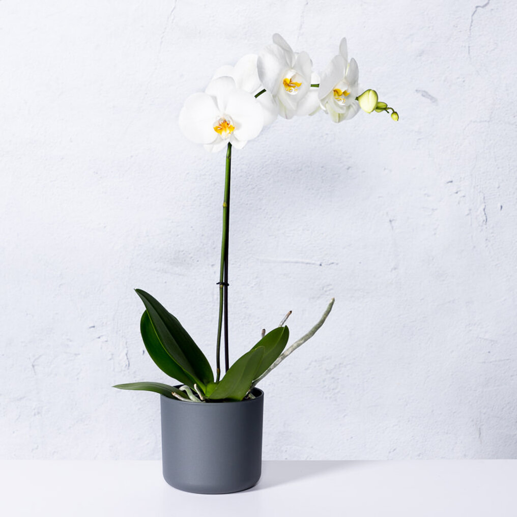 merknaam Verkeerd Altijd Orchidee wit kopen? Tuincentrum.nl bezorgt ✓ Snel in huis ✓ Advies voor en  na aankoop