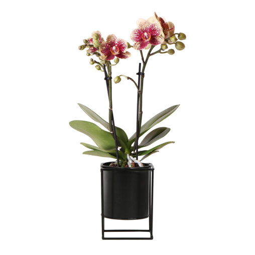 Orchidee Spain in Floating sierpot black