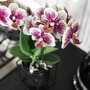 Orchidee Spain in Floating sierpot black