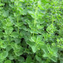 Oregano