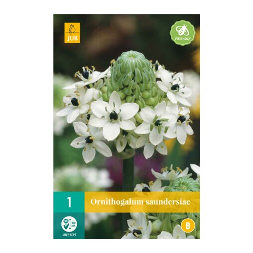 Kaapse vogelmelk bol Saundersiae (zakje van 1 stuk)