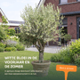 Oude olijfboom