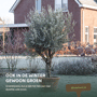 Oude olijfboom