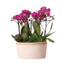 Paarse orchideeën en Rhipsalis in katoenen schaal