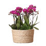 Paarse orchideeën set in rieten mand