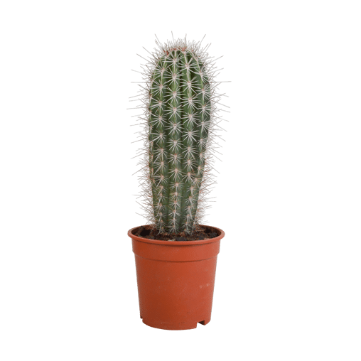 Pachycereus Pringlei in 17 cm pot