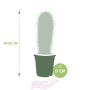 Pachycereus Pringlei afmetingen