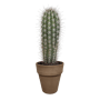 Pachycereus pringlei in grijze 17 cm pot