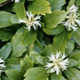Pachysandra terminalis witte bloemetjes