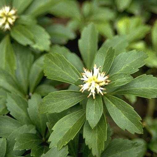 Pachysandra terminalis