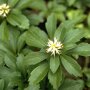 Pachysandra terminalis