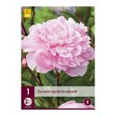 Pioenroos bol Sarah Bernhardt (zak van 1 stuk)
