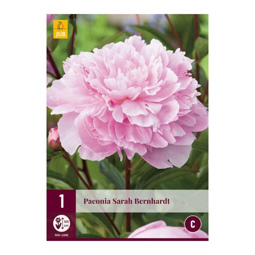 Pioenroos bol Sarah Bernhardt (zak van 1 stuk)