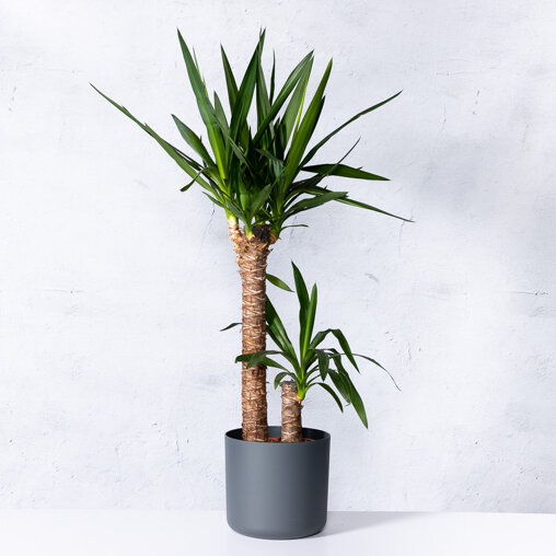 Palmlelie 2 stam in Elho pot