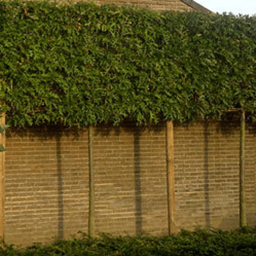 Lei moeraseik (Quercus palustris)