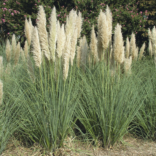 Pampasgras - Cortaderia selloana 'Pumila'