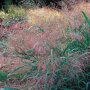 Panicum virgatum 'Dallas Blues'