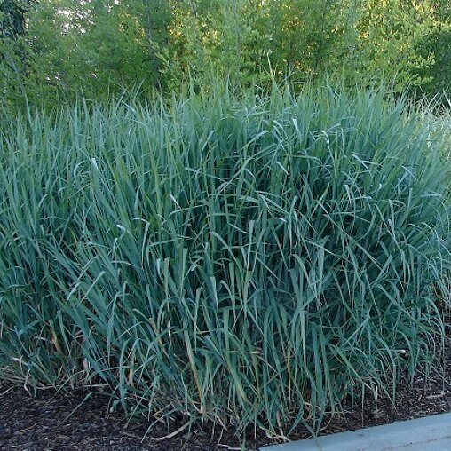 Panicum virgatum 'Dallas Blues'