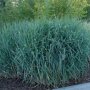 Panicum virgatum 'Dallas Blues'