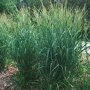 Panicum virgatum 'Dallas Blues'