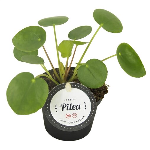 Pannenkoekplant (pilea peperomioides baby)