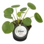 Pannenkoekplant (pilea peperomioides baby)