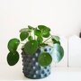 Pannenkoekplant (pilea peperomioides baby) in pot