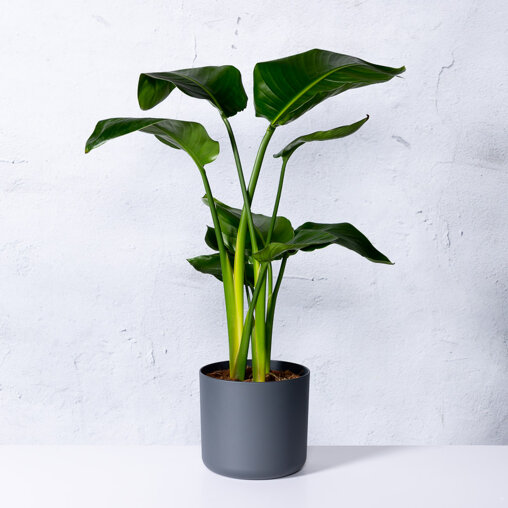 Paradijsvogelplant in sierpot